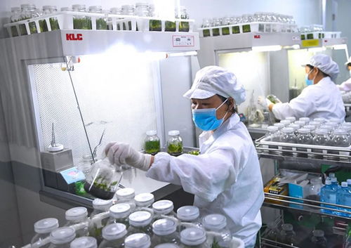 klc 植物工廠 潔凈空氣在植物組培與醫(yī)藥技術(shù)開(kāi)發(fā)中的關(guān)鍵作用